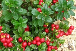 Vaccinium vitis-idea ´Red Pearl´